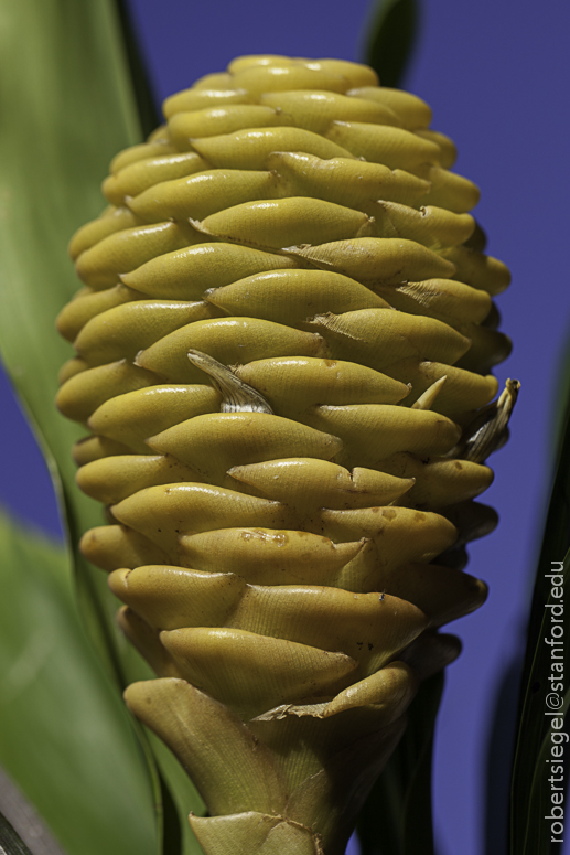 beehive ginger